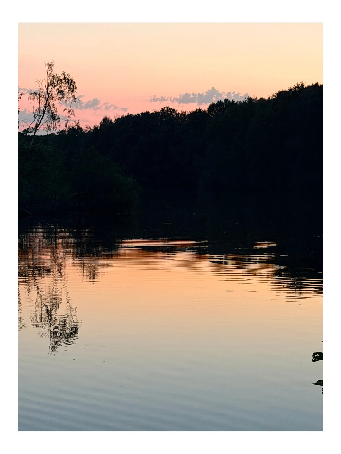 Avondrood boven een stil meer, met de bosrand in silhouet